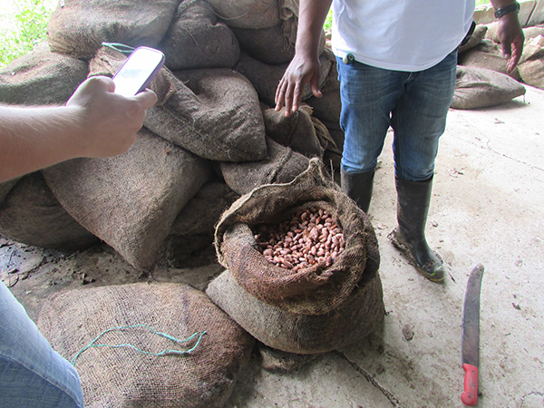Cacao after harvest